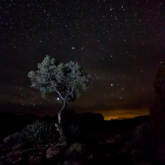 A lone tree near the canyon shortly after the moon set.  I'm not actually sure whether that orange glow is a city or the light leftover from the moon. 