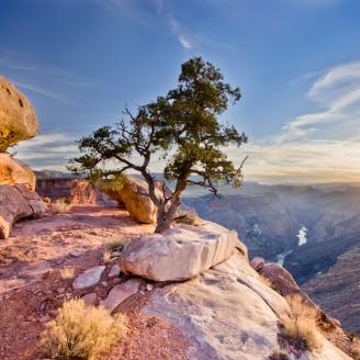 A lone tree living at the edge of Toroweap