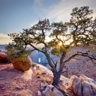 This tree gets to watch the sunset over Toroweap night after night.  I couldn't help but photograph it with the sunset peeking through it's branches.  