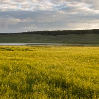 Sun lit grass in Hayden Valley shortly after sunrise