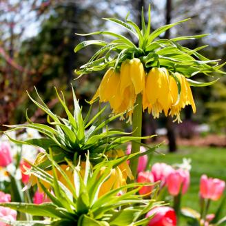 The Tulip Festival at Thanksgiving Point, UT features many other flowers besides tulips.  Angels Trumpet flowers are one of the more interesting varieties.  