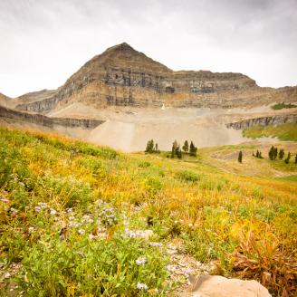 These wildflowers were some of the last to hang on while autumn began creeping into the meadow at Mt. Timpanogos.  Autumn comes early here, sometimes even in late August.  