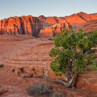 Juniper tree at Snow Canyon near Zion National Park