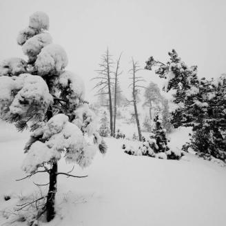 A small tree strains under the weight of snow during a foggy snowfall. 